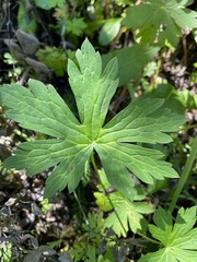 Anemonastrum canadense