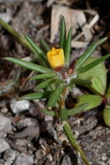 Portulaca mexicana