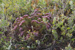 Limonium scabrum scabrum