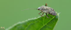 Polymerus cognatus