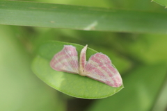 Leptostales laevitaria