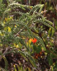 Passerina ericoides