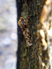 Eschatotypa derogatella