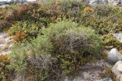 Passerina ericoides