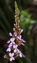 Stylidium productum