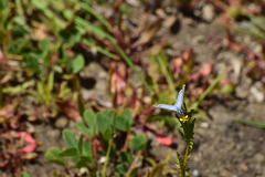 Plebejus melissa paradoxa