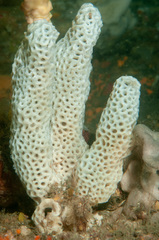 Holopsamma laminaefavosa