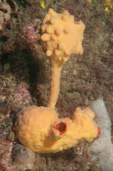 Halisarca australiensis
