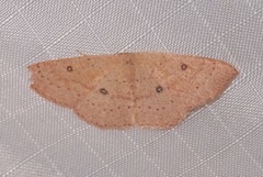 Cyclophora dataria