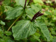 Trillium kurabayashii
