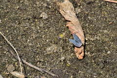 Plebejus melissa paradoxa