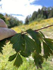 Acer glabrum neomexicanum