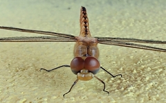 Pantala flavescens