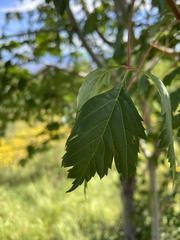 Acer glabrum neomexicanum