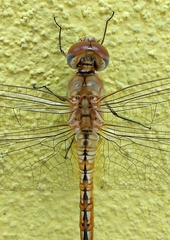 Pantala flavescens