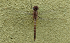 Pantala flavescens