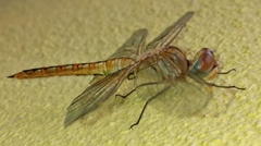 Pantala flavescens