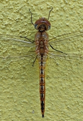 Pantala flavescens