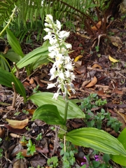 Calanthe calanthoides