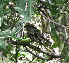 Dryoscopus cubla okavangensis