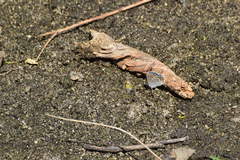 Plebejus melissa paradoxa