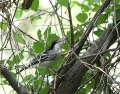 Dryoscopus cubla okavangensis