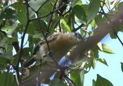 Dryoscopus cubla okavangensis
