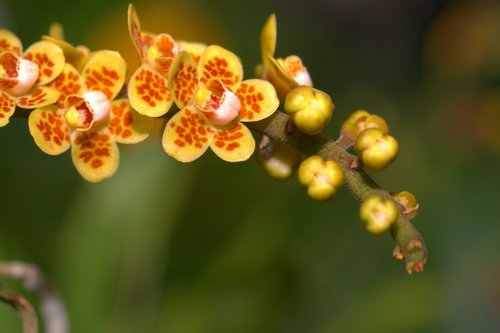 Chiloschista