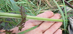 Selinum carvifolia