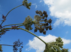 Selinum carvifolia