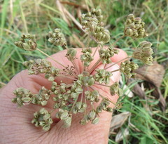 Selinum carvifolia