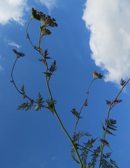 Selinum carvifolia