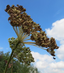 Selinum carvifolia