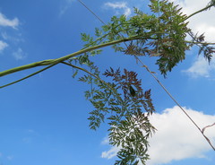 Selinum carvifolia