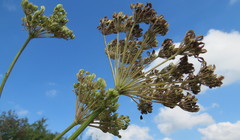 Selinum carvifolia
