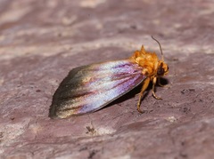 Eulithosia plesioglauca