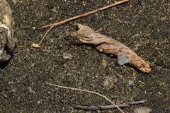 Plebejus melissa paradoxa