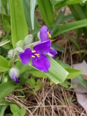 Tradescantia ozarkana