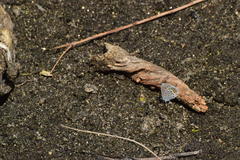 Plebejus melissa paradoxa