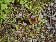 Polygonia oreas