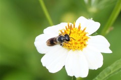 Megachile disjuncta