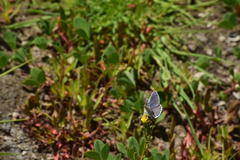 Plebejus melissa paradoxa