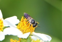 Megachile disjuncta
