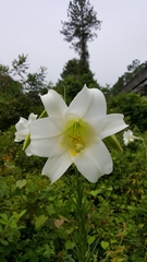 Lilium philippinense