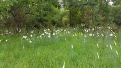 Lilium philippinense