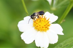 Megachile disjuncta