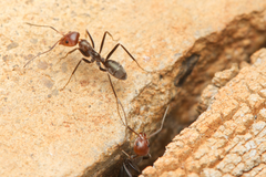 Iridomyrmex rubriceps