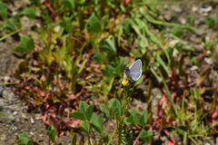 Plebejus melissa paradoxa