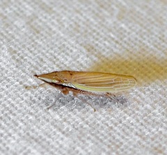 Draeculacephala septemguttata