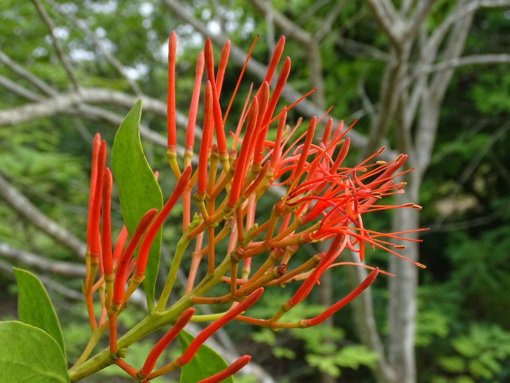 Psittacanthus mayanus